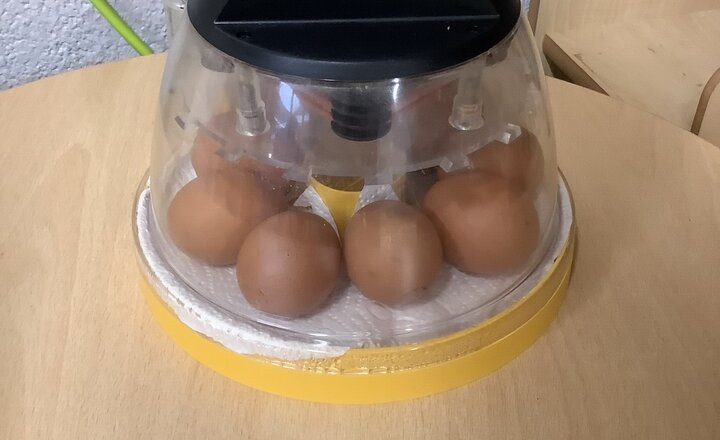 Image of Egg-citing arrival! 