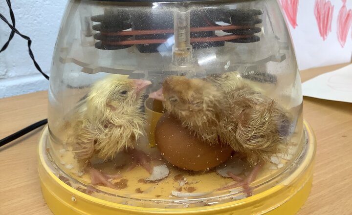 Image of The chicks have hatched!
